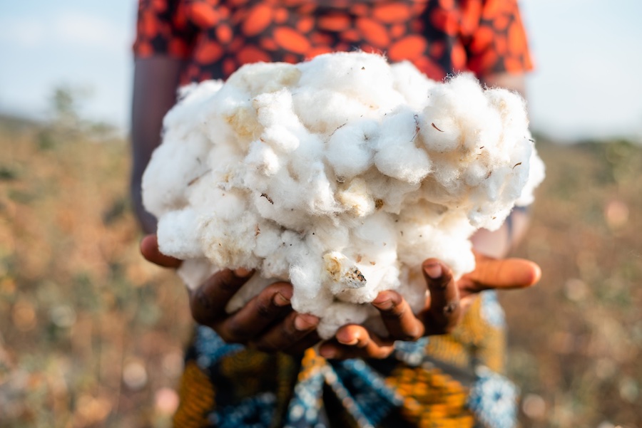 Harvested CmiA organic cotton, Credit: Malicky Stanley Boaz for CmiA