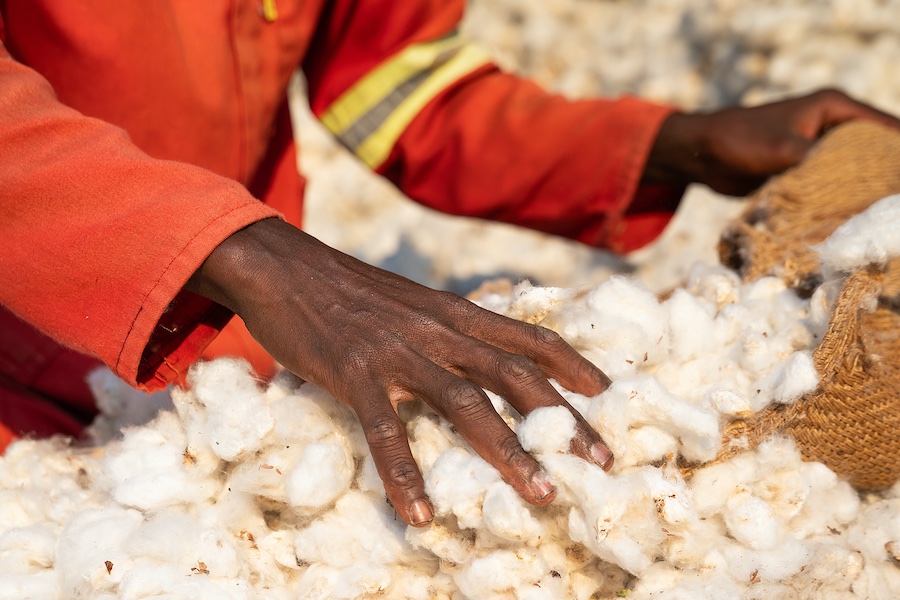 Harvested CmiA cotton in hands of a ginnery worker © 2025  Credit: Isabela Pacini AbTF