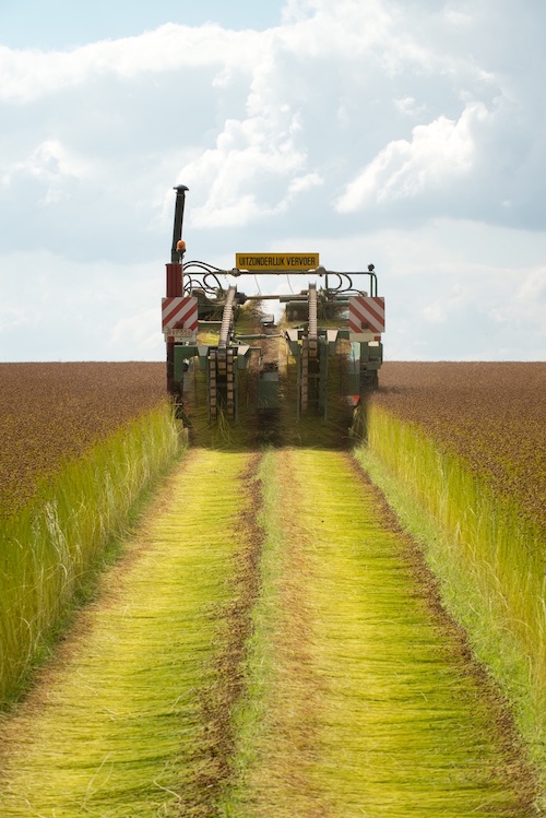 Flax pulling period begins with optimism with harvest on track to meet market demand  © 2024 Alliance of European Flax-Linen & Hemp