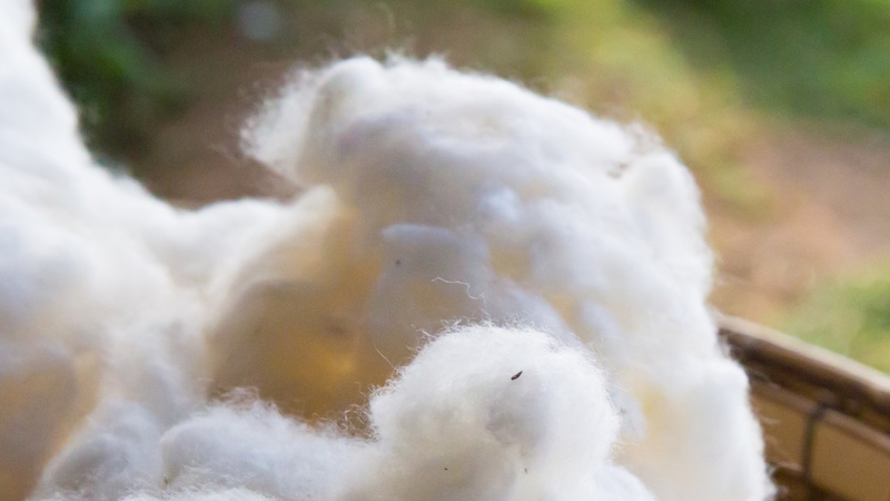 Harvested cotton © 2024 Bremer Baumwollböre / canva