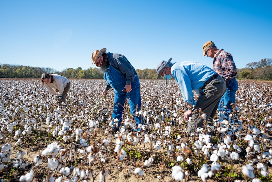 On-farm research collaboration between Better Cotton and Agricenter International. Photo credit: Dermarcus Bowser. Location: Memphis, Tennessee, 2020. On-farm research collaboration between Better Cotton and Agricenter International. Photo credit: Dermarcus Bowser. Location: Memphis, Tennessee, 2020.