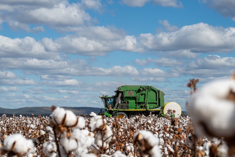 Photo credit: Cotton Australia. Location: Narrabri, Australia, 2023. Description: Picker in action at Camp Cotton 2023