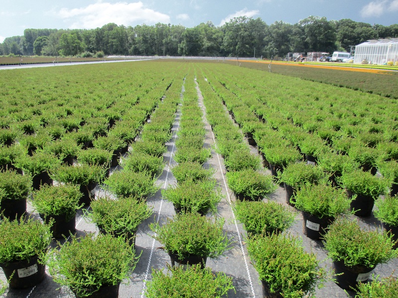 RECOVER PRO ground covers from Beaulieu Technical Textiles are the premium choice for all professional containerfields to create the optimal growing conditions for plants  © Beaulieu International Group