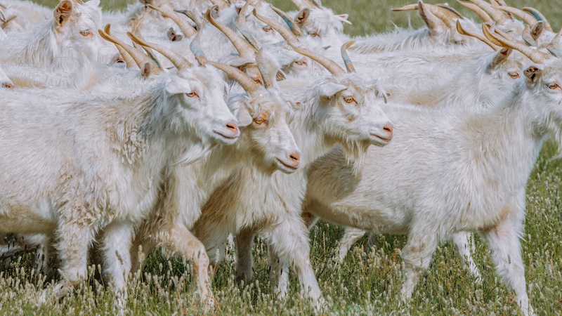 Cashmere Goats in Inner Mongolia © 2024 Aid by Trade Foundation