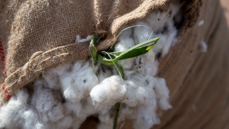 Harvested Cotton; Copyright Martin J. Kielmann for Cotton made in Africa © 2024