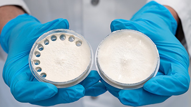The fungal culture of the split-gill mushroom on a culture medium. Samples were taken from the Petri dish on the right © 2025 EMPA The fungal culture of the split-gill mushroom on a culture medium. Samples were taken from the Petri dish on the right © 2025 EMPA