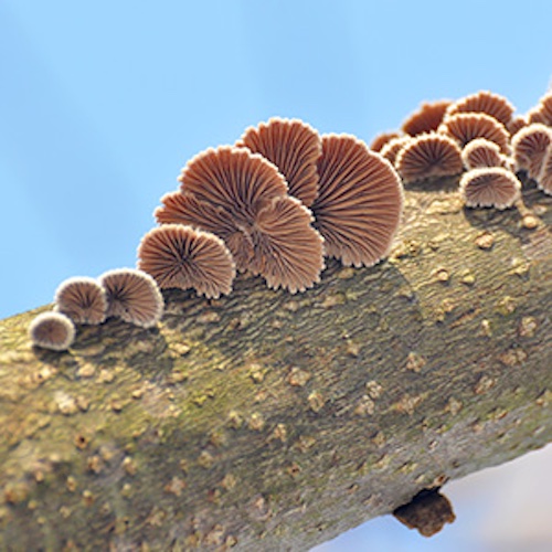 In nature, the split-gill mushroom grows on dead wood and forms fruiting bodies that are considered edible mushrooms in many parts of the world. © 2025 EMPA / Image: Adobe Stock In nature, the split-gill mushroom grows on dead wood and forms fruiting bodies that are considered edible mushrooms in many parts of the world. © 2025 EMPA / Image: Adobe Stock