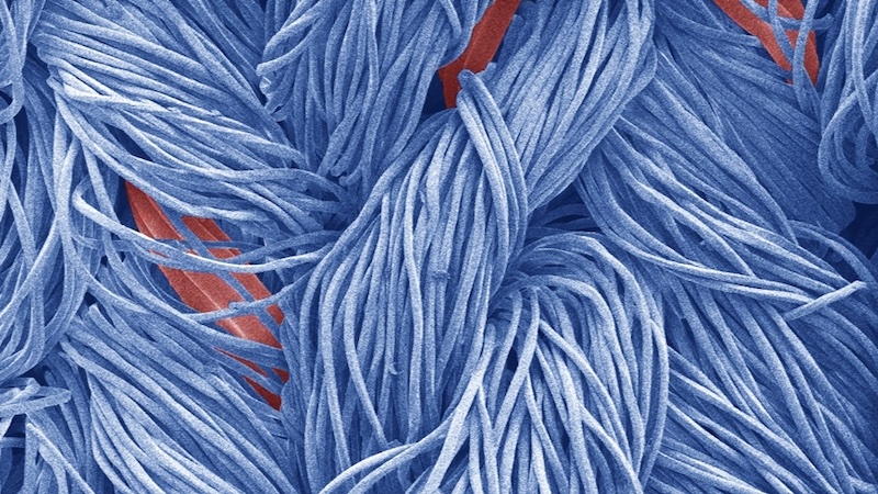 Textile fibers (blue) can be given a uniform water-repellent finish using plasma coating. Even more demanding elastic fibers (red) remain permanently impregnated thanks to the new process. (Scanning electron microscopy, colored) Image: Empa