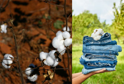 Cotton in Zimbabwe © 2021 Bremen Cotton Exchange Cotton in Zimbabwe © 2021 Bremen Cotton Exchange