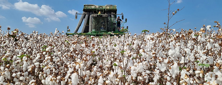 Agricultural Cotton Production - Cotton for Nonwovens Technical Guide