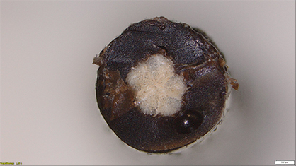 Cross-section of a cotton yarn coated with lignin by extrusion process. Photo: DITF
