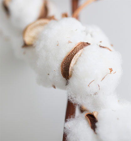 Textiles without genetic engineering - with this concern, more and more consumers are turning to organic cotton and are happy to accept higher prices for it. © Hohenstein Textiles without genetic engineering - with this concern, more and more consumers are turning to organic cotton and are happy to accept higher prices for it. © Hohenstein
